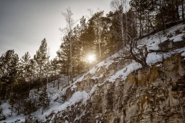 Soğuk bir kış gününde kırağın altında yeşil ladin..