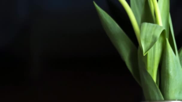 Тюльпани на темному фоні — стокове відео