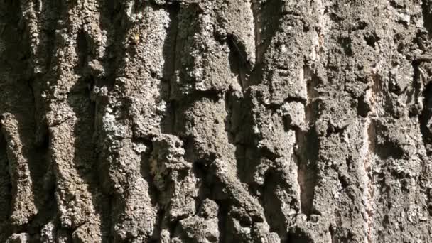 Il tronco di una vecchia quercia — Video Stock
