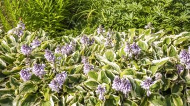 Arka bahçenin peyzajı