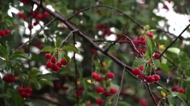 Yapraklara yağmur damlaları