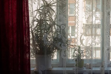 Birçok kapalı bitki pencere eşiğinde durur..