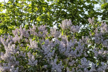 Özel bir evin arka bahçesinde büyük bir leylak çalısı..