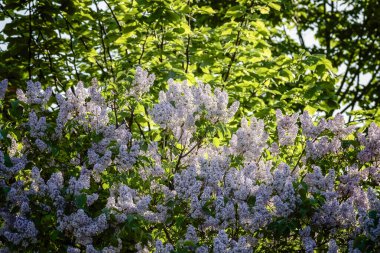 Özel bir evin arka bahçesinde büyük bir leylak çalısı..