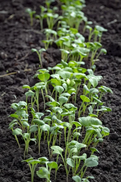 Bed Young Radish Rural Greenhouse Close — Stock Photo, Image