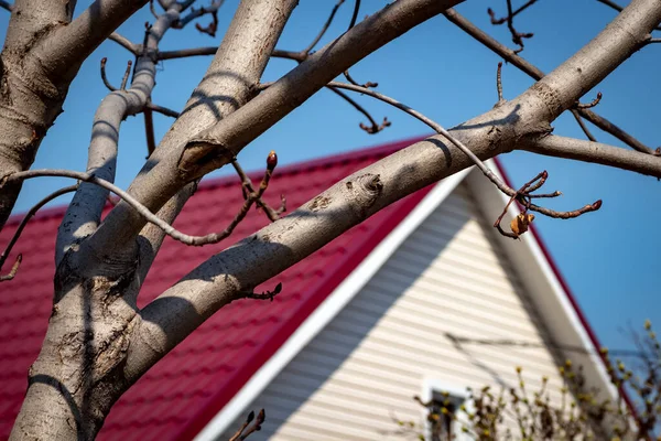 Ветки Дерева Заднем Дворе Частного Дома Против Голубого Неба — стоковое фото