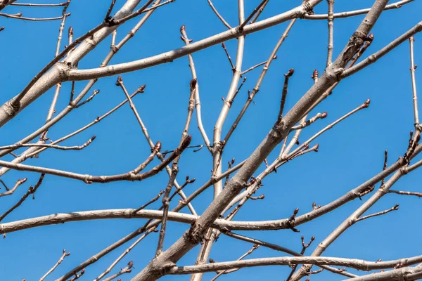 Ramas Árbol Patio Trasero Una Casa Privada Contra Cielo Azul —  Fotos de Stock