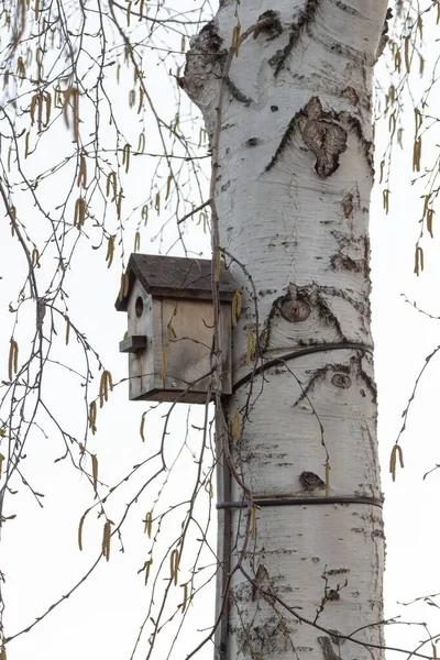 Old Wooden Birdhouse Hangs High Birch Tree — Stock Photo, Image