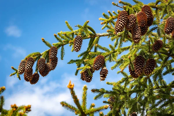 Decorative Fir Tree Brown Cones Close — Stock Photo, Image