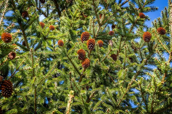 Decorative Fir Tree Brown Cones Close — Stock Photo, Image