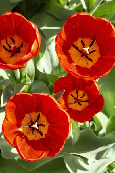 Row Red Tulips Backyard Close — Stock Photo, Image