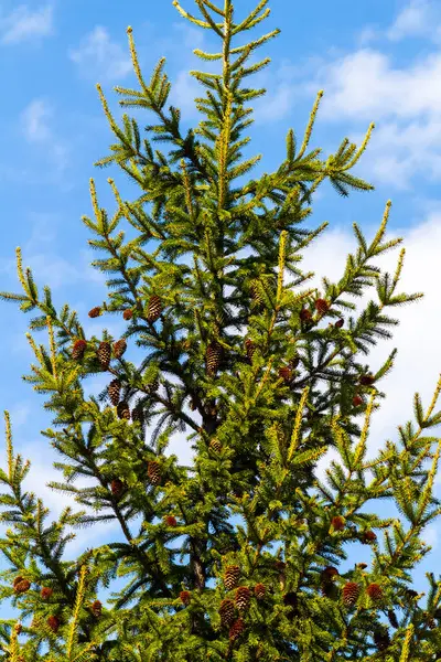 Dekorativer Tannenbaum Mit Braunen Zapfen Großaufnahme Stockfoto