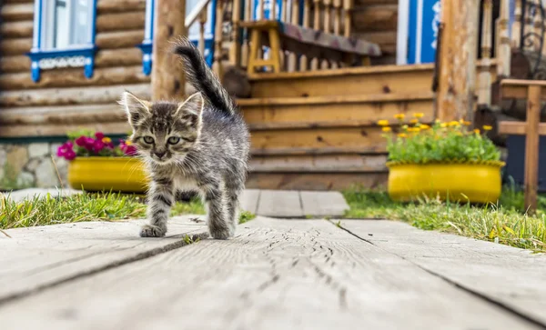 Gato rural no pátio — Fotografia de Stock