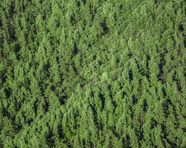 Yukarıdan orman Manzaralı