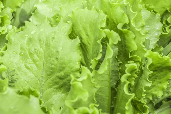 Salat auf dem Bett — Stockfoto