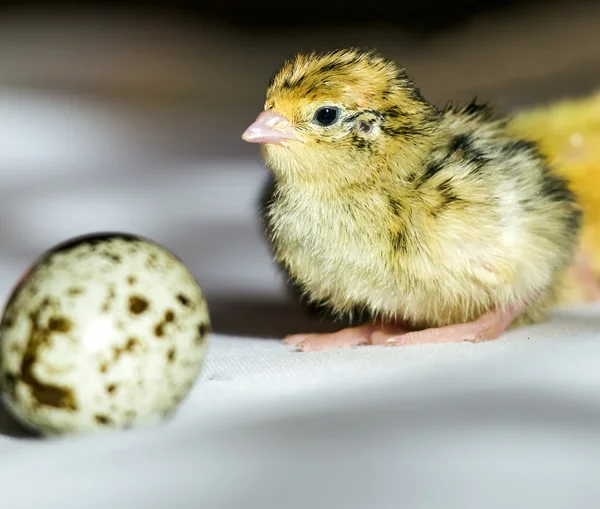 Kwartel chick — Stockfoto