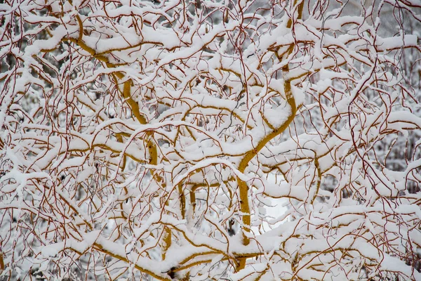 Salgueiro de inverno — Fotografia de Stock