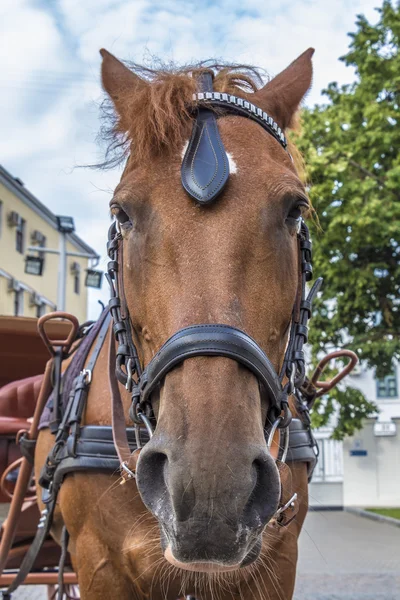 stock image muzzle of horse