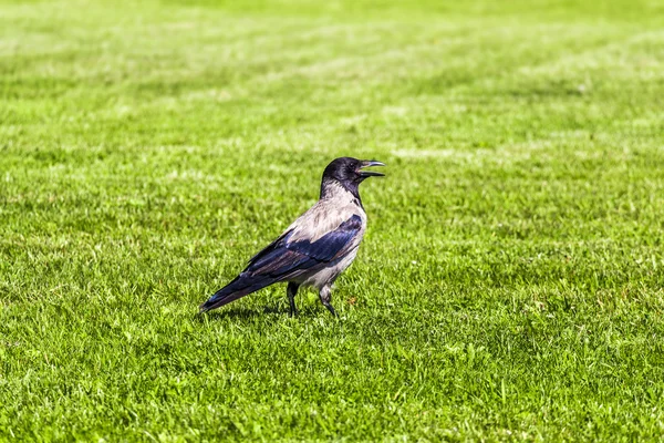Ворона на зеленому газоні — стокове фото