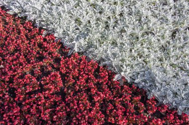 çiçek halı yakın çekim