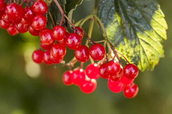 Viburnum berries red — Stock Photo, Image