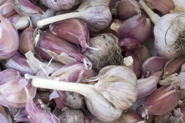 Plaser olgun sarımsak