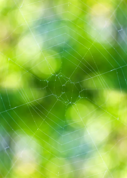 薄薄的黑色蜘蛛网 — 图库照片
