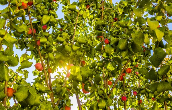 Ciruela creciendo en el árbol — Foto de Stock