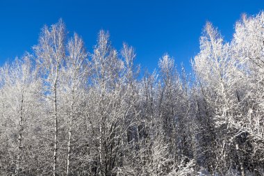 Kış orman manzarası