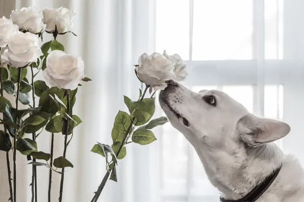 Cão cheirar flores — Fotografia de Stock