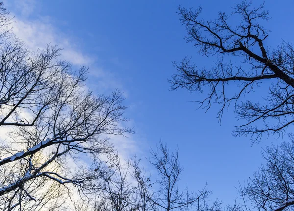 Bosque en el invierno —  Fotos de Stock