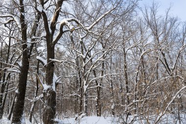 Kış orman manzarası