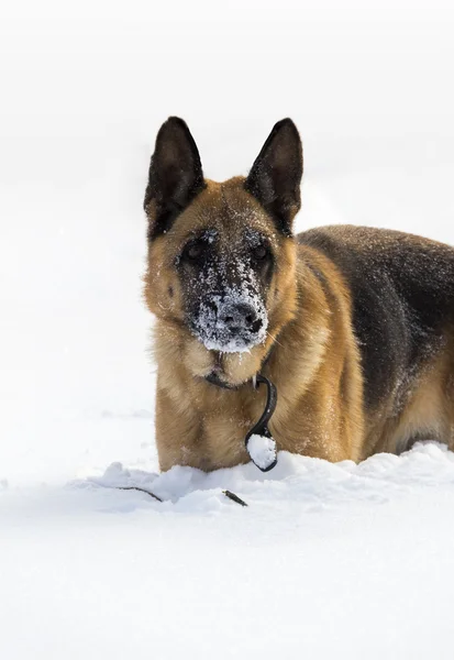 Pies w śniegu — Zdjęcie stockowe