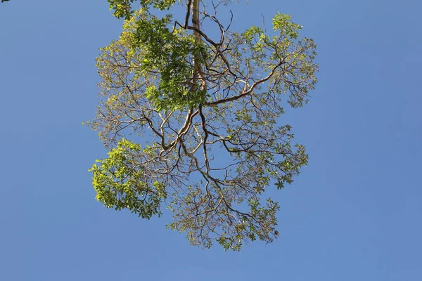 Baum Der Mitte — Stockfoto