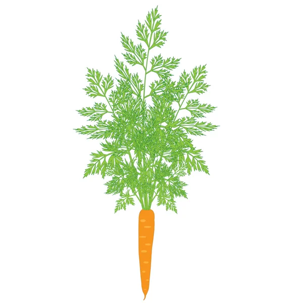 Zanahorias con tapas — Archivo Imágenes Vectoriales