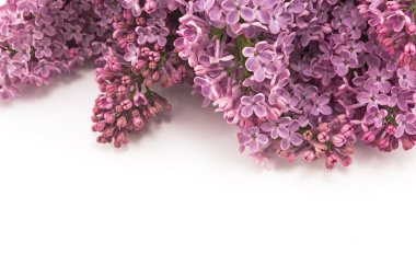 Beyaz izole leylak buket