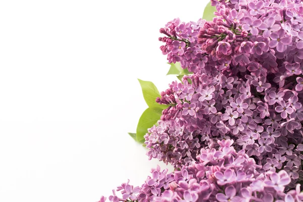 Bouquet di lilla isolato su bianco — Foto Stock