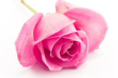Pembe gül beyaz üzerine izole