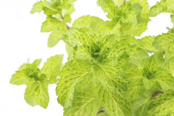 Menta mojito su sfondo bianco — Foto Stock