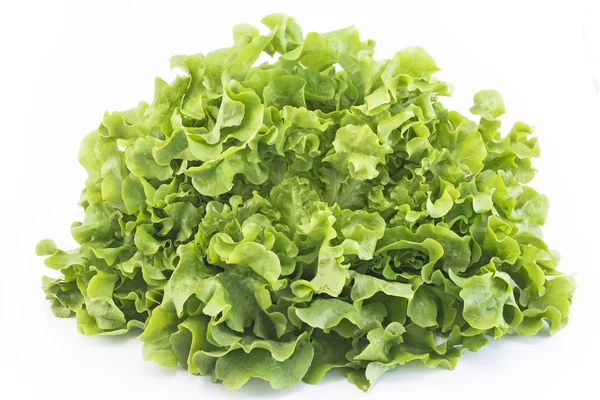 Eichenblattsalat isoliert auf weiß — Stockfoto