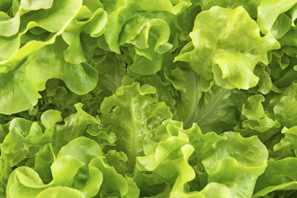 Lechuga de roble primer plano como fondo — Foto de Stock