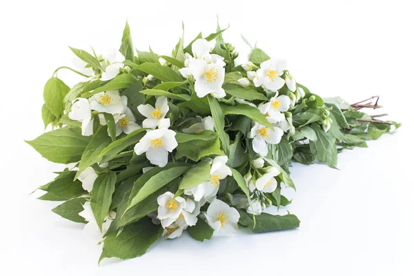 Bouquet di gelsomino su sfondo bianco — Foto Stock