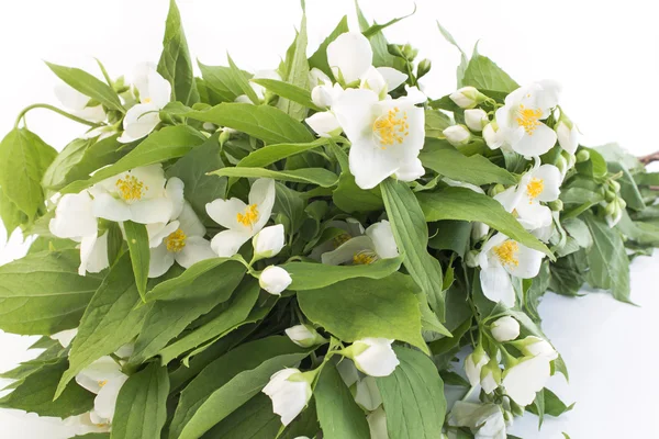 Bouquet di gelsomino su sfondo bianco — Foto Stock