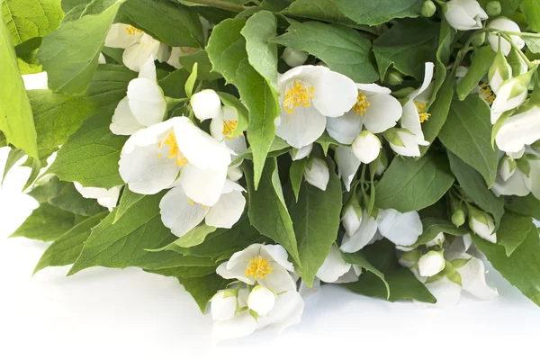 Bouquet di gelsomino su sfondo bianco — Foto Stock