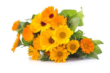 Marigold, beyaz arka planda takvim.