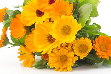 Marigold, beyaz arka planda takvim.