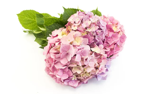 Ortanca çiçekleri beyaz üzerine izole edilmiş.