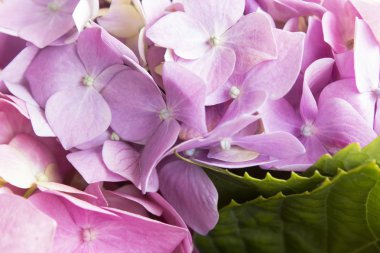 Taze çiçekler Hydrangea, yakın