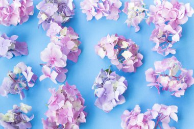 Ortanca çiçek mavi bir arka plan üzerinde