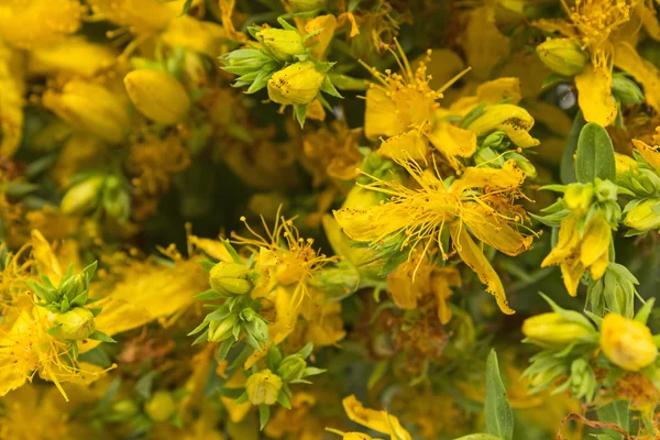 St. John 's Wort Flowers Closeup — стоковое фото